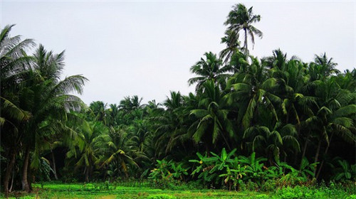 奶茶知名不错加盟品牌有哪些，开家澜泊湾奶茶加盟店靠谱吗